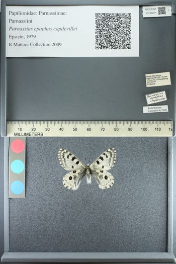 Media type: image;   Entomology 184671